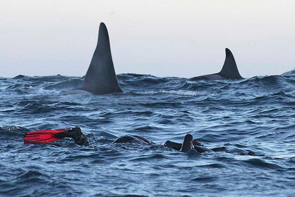 walvis cruise noorwegen